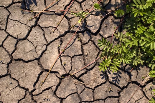 Green bush on a background of dry ground.