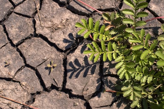 Green bush on a background of dry ground.