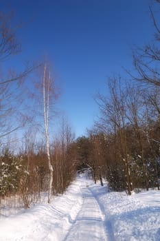 winter sun day in country, snow and trees