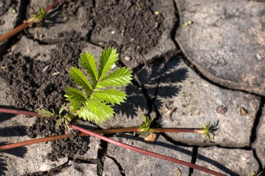 Green bush on a background of dry ground.