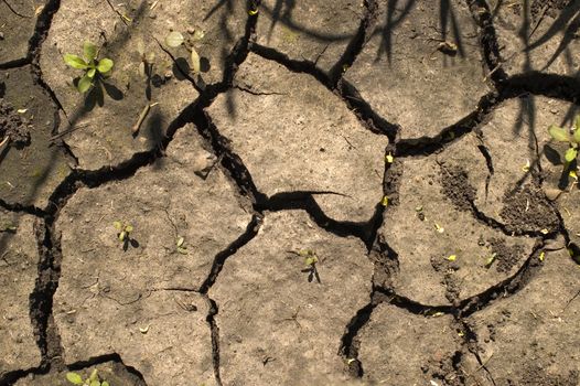 Green bush on a background of dry ground.
