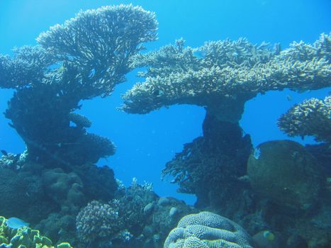 Details of different types of corals in the Red Sea