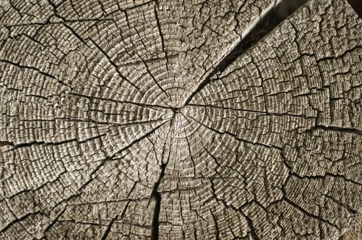 Close-up wooden cut texture.