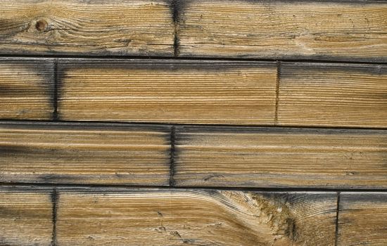 Wood texture background,old log.