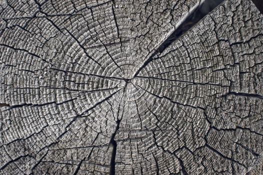 Wood texture background,old log.
