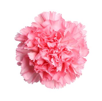 Beautiful pink carnation flower isolated on white with a very detailed hand drawn clipping path for easy masking