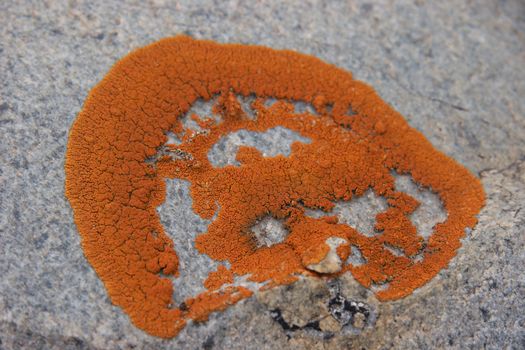 Closeup of orange lichen on a rock