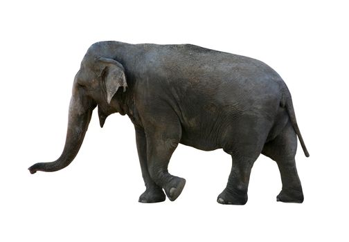 Real elephant isolated on white with clipping mask