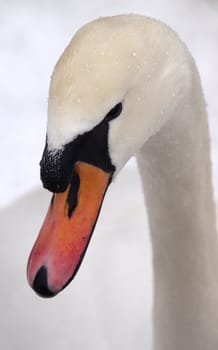 the tender swan in winter