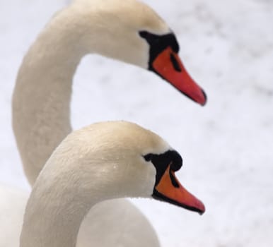 the tender swans in winter
