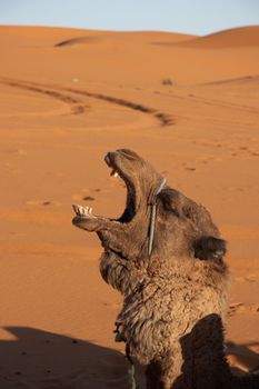 A camel showing strong emotions (Sahara desert)