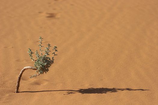 Very small tree with shadow in Sahara desert