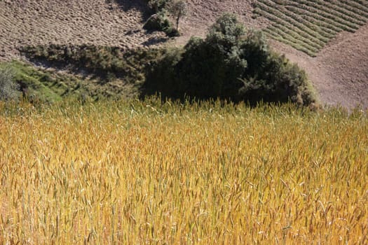 Small private wheat field near a mountain village