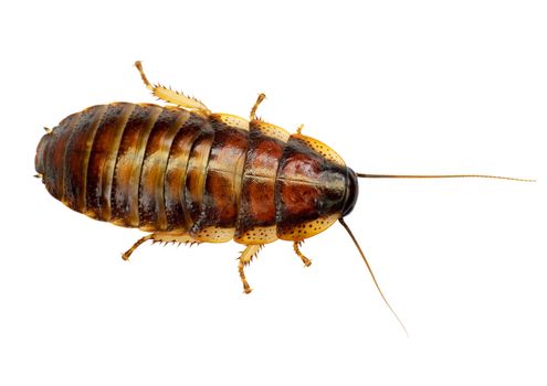 The African big cockroach on a white background