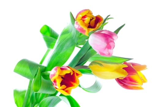 bunch of tulips, isolated on white