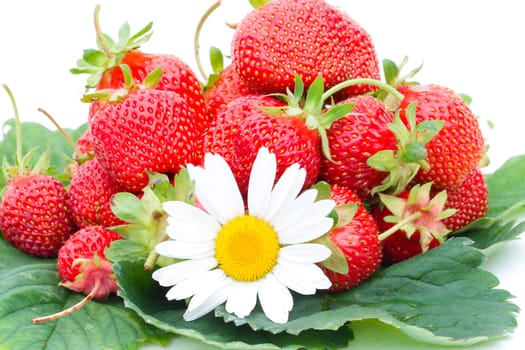close-up of ripe strawberries and chamomile on green leafs,  isolated on white