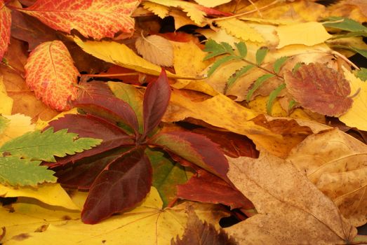 Colorful background of fallen autumn leaves  