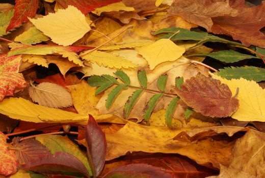 Colorful background of fallen autumn leaves  