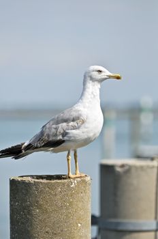 Seagull on the top of a mooring-post in a harbour