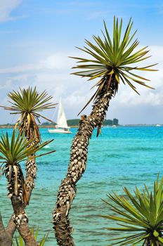 View of plants against the sea with a sailboat