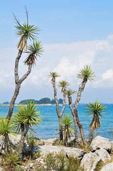 View of plants against a torquoise sea