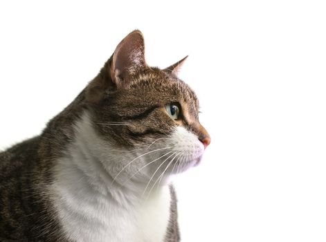 Head of big fat cat over white background       