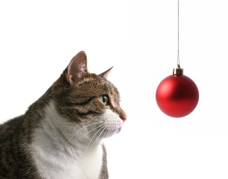 Head of big fat cat over white background       