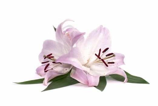 Lily flowers isolated on white