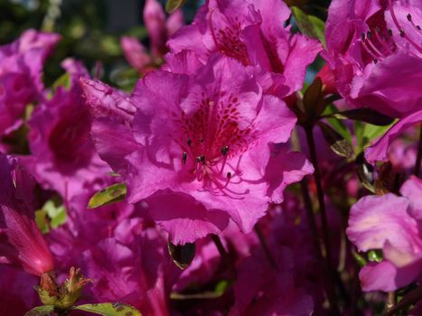 Several bright pink rhododendron flowers with green leaves