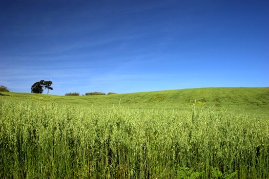 Green field landscape with a great blue sky