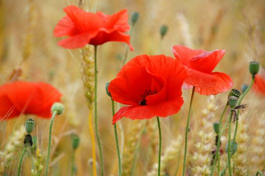 weath and poppies in corrubedo