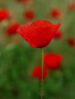 Picture of beautiful field with red poppies