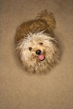 Portrait of mixed breed dog looking up towards viewer and smiling.