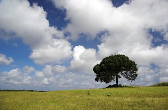 Landscape of a green meadow with a beautiful blue sky and a tree