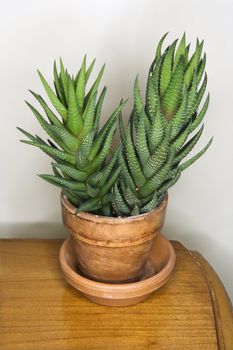 Still life shot of cactus in a pot on wooden table.