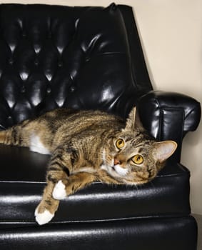 Portrait of tabby cat lying in a black leather chair.