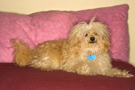 Portrait of mixed breed dog looking at viewer.