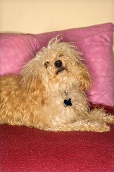 Portrait of mixed breed dog looking up.