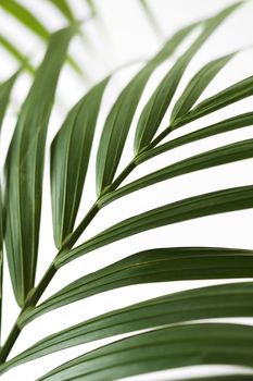 Palm frond.