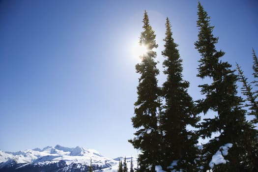 Mountain with pine trees.