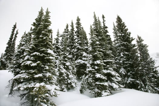 Snow-covered pine trees.