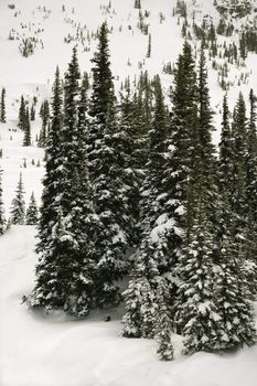 Snow-covered pine trees.