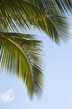 Close up of palm frond against blue sky in Maui, Hawaii, USA.