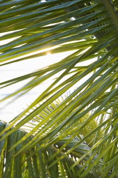 Close up of palm frond against in Maui, Hawaii, USA.