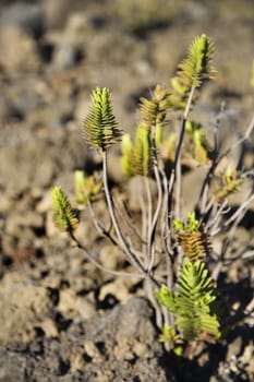 Plant in rocky landscape in Haleakala National Park, Maui, Hawaii.