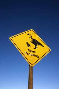 Shot of "Nene Crossing" road sign in Haleakala National Park, Maui, Hawaii.