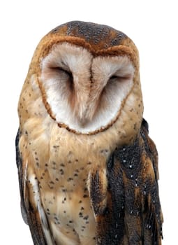 Barn Owl asleep. Isolated on white.