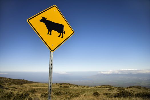Cow crossing road sign in Haleakala National Park, Maui, Hawaii.
