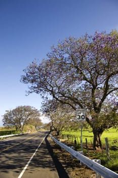 Road with Jacaranda tree blooming with purple flowers in Maui, Hawaii.