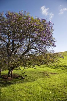 Jacaranda Tree blooming with purple flowers in field of green grass in Maui, Hawaii.